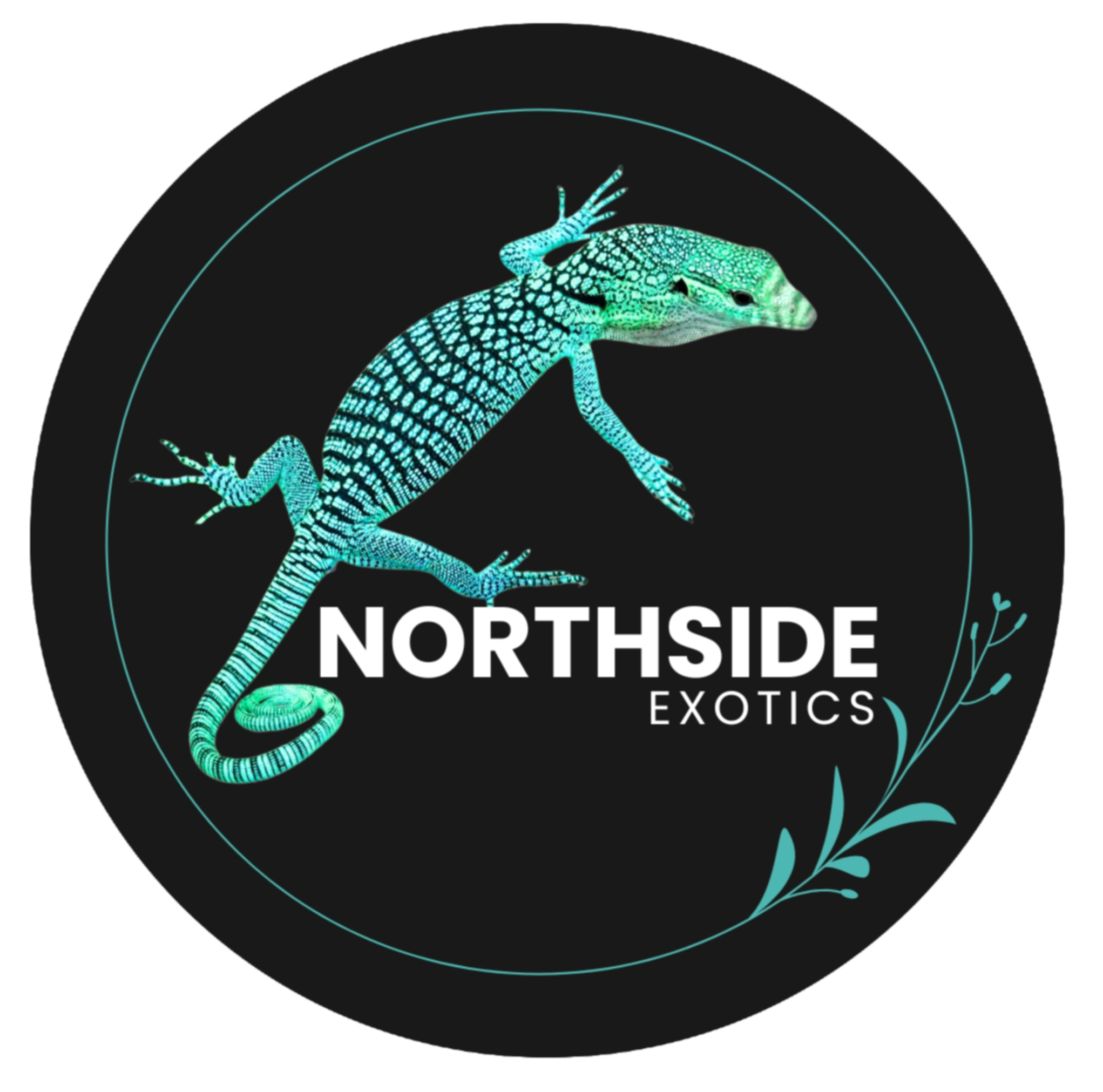 NorthsideExotics  Qualitätsreptilien – Made in Germany 